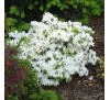 Азалия  японская Плезент Вайт (Pleasant White) С2, 2,5года